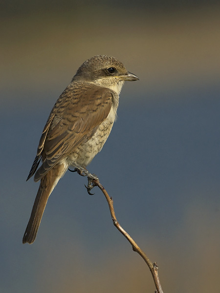 Pikkulepinkäinen, Red-backed Shrike, Lanius collurio
